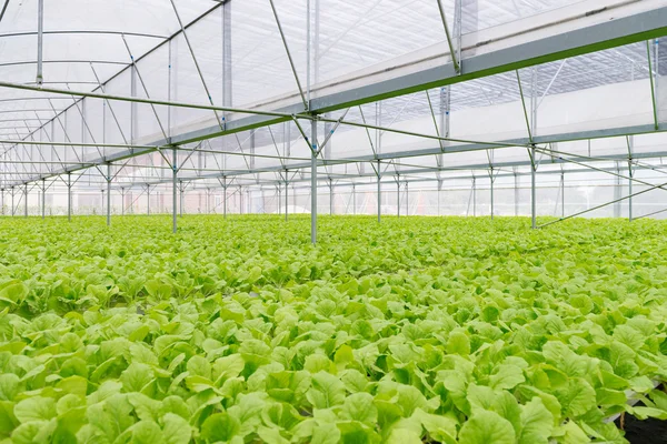 Organic vegetables of greenhouse interior — Stock Photo, Image