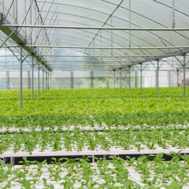 Sera iç organik sebze