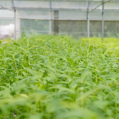 Sera iç organik sebze