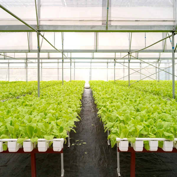 Organic vegetables of greenhouse interior — Stock Photo, Image