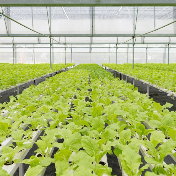 Organic vegetables of greenhouse interior — Stock Photo, Image