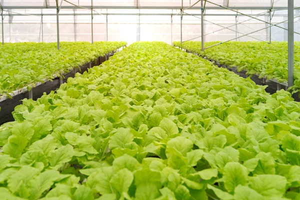 Verduras ecológicas del interior del invernadero — Foto de Stock