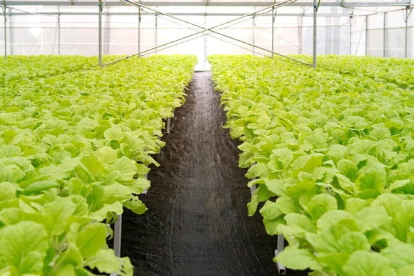 Verduras ecológicas del interior del invernadero — Foto de Stock