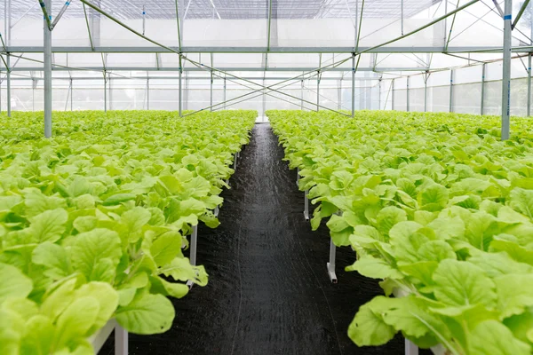 Sera iç organik sebze