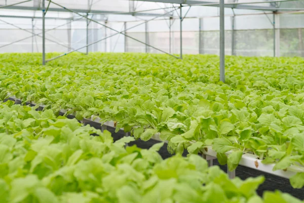Ekologiska grönsaker av växthusgaser interiör — Stockfoto