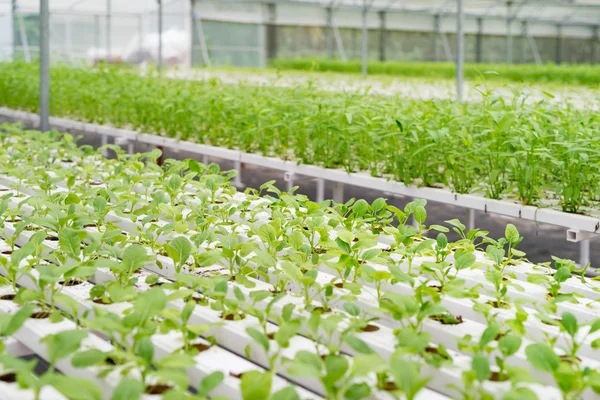 Verduras ecológicas del interior del invernadero — Foto de Stock