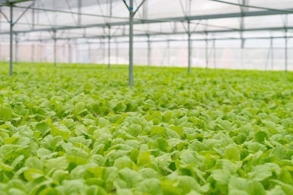 Verduras ecológicas del interior del invernadero — Foto de Stock