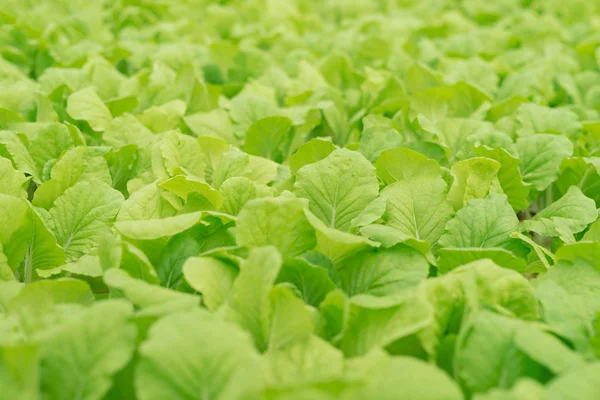 Üvegházhatást okozó belső bio zöldség — Stock Fotó
