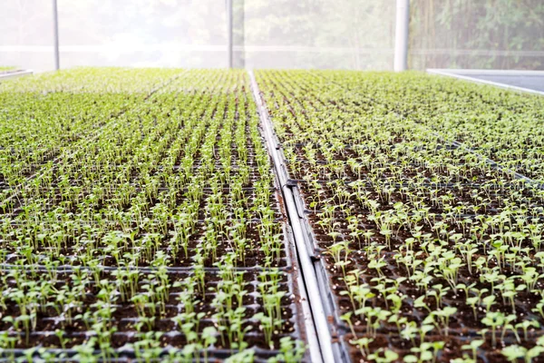 Biologische groenten van broeikasgassen interieur — Stockfoto