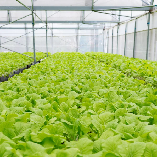 Verduras ecológicas del interior del invernadero —  Fotos de Stock