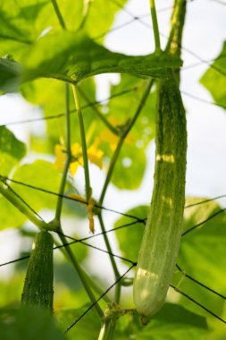 Bahçede salatalık yetişiyor.