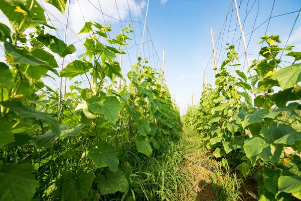 Gurken wachsen im Garten — Stockfoto