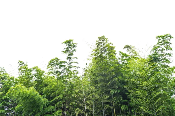 Bamboo forest with morning sunlight — Stock Photo, Image