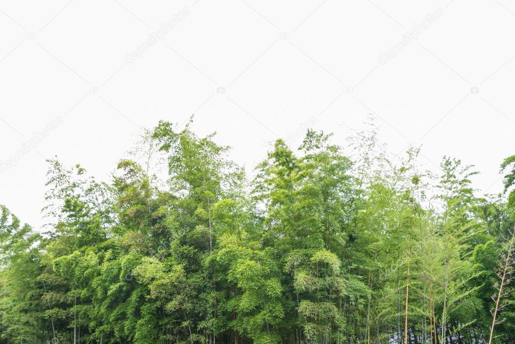 Bamboo forest with morning sunlight