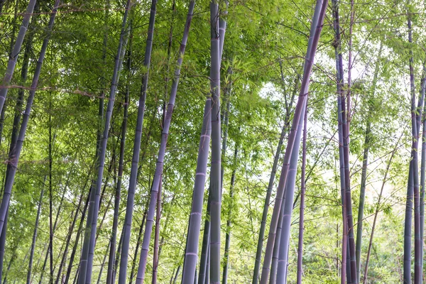 Bamboo forest with morning sunlight — Stock Photo, Image