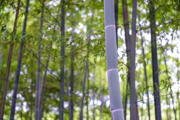 Bamboo forest with morning sunlight — Stock Photo, Image
