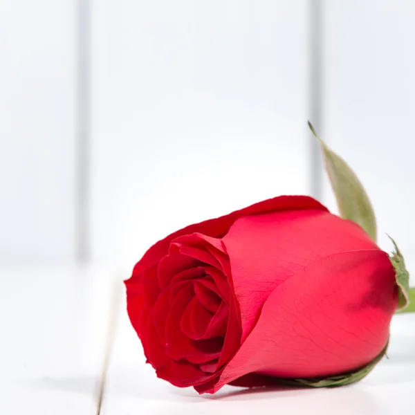 Rose — Stock Photo, Image