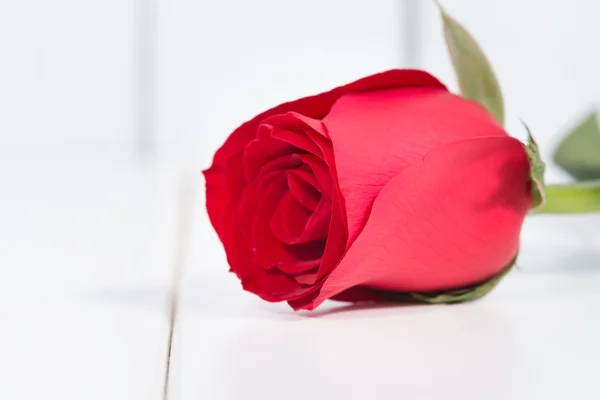 Rose — Stock Photo, Image