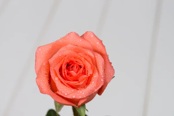 Red roses — Stock Photo, Image