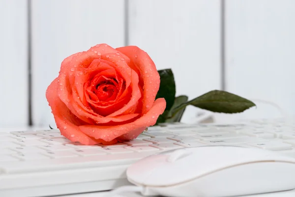 Rose on the keyboard — Stock Photo, Image