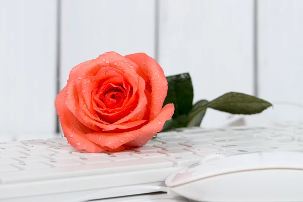 Rose on the keyboard — Stock Photo, Image