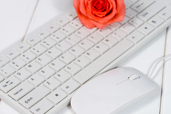 The mouse and keyboard — Stock Photo, Image