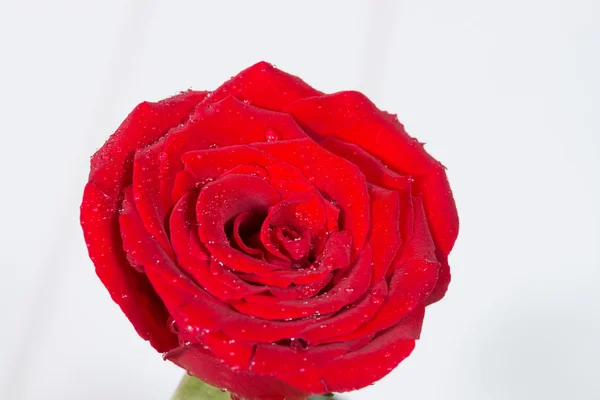 Red roses Stock Picture
