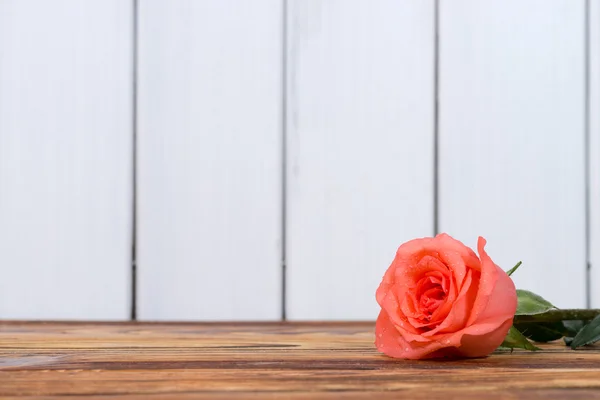 Red roses — Stock Photo, Image