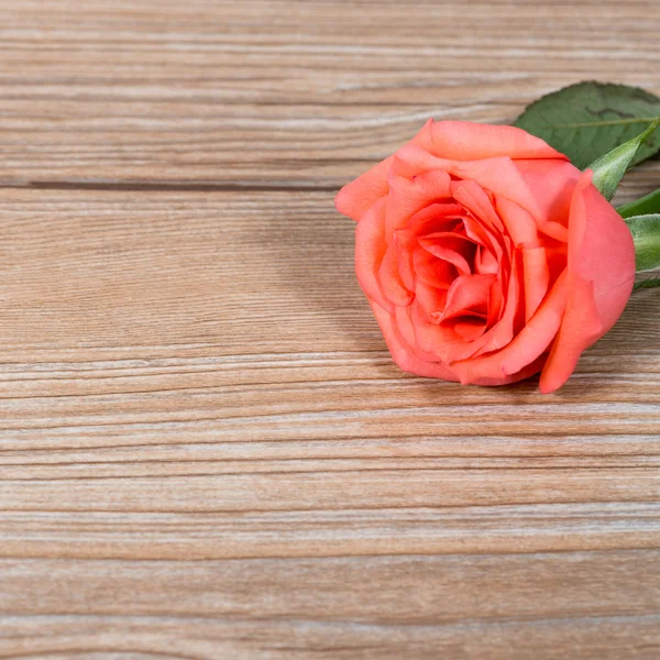 Red roses — Stock Photo, Image