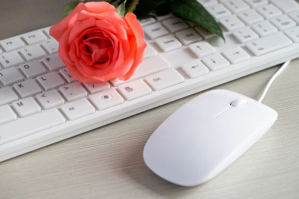 The mouse and keyboard — Stock Photo, Image