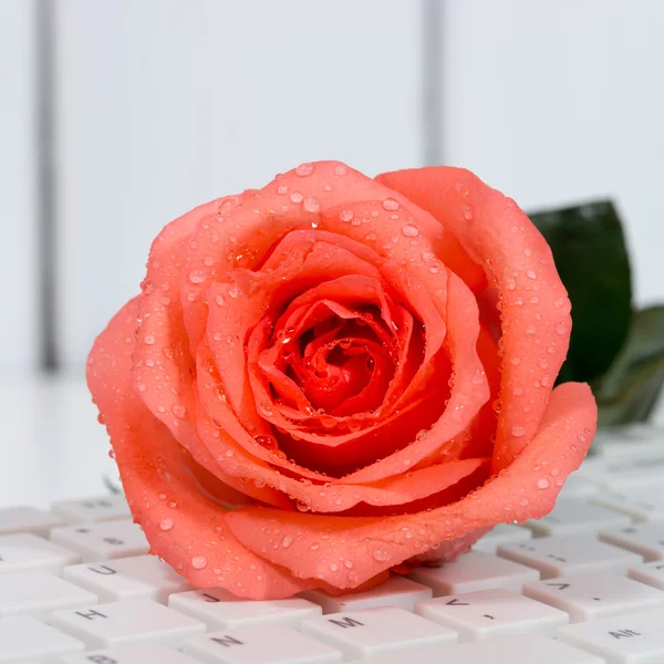 Rose on the keyboard — Stock Photo, Image