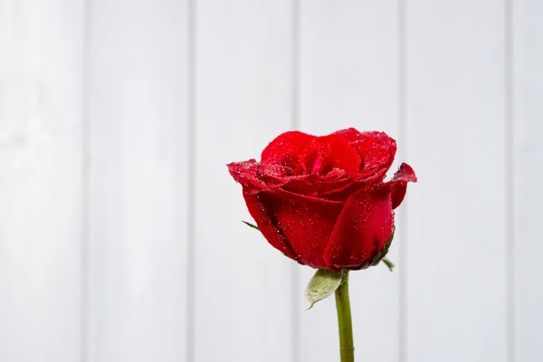 Red roses — Stock Photo, Image