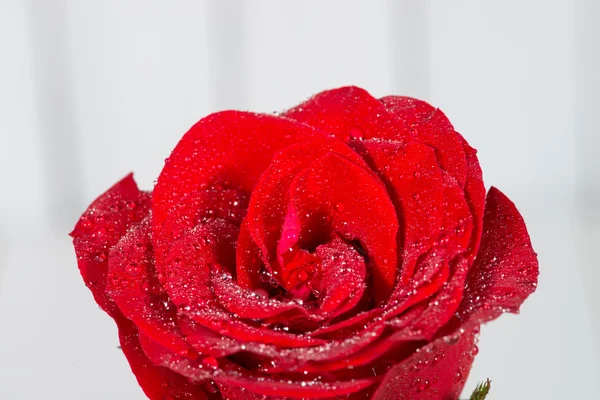 Red roses — Stock Photo, Image