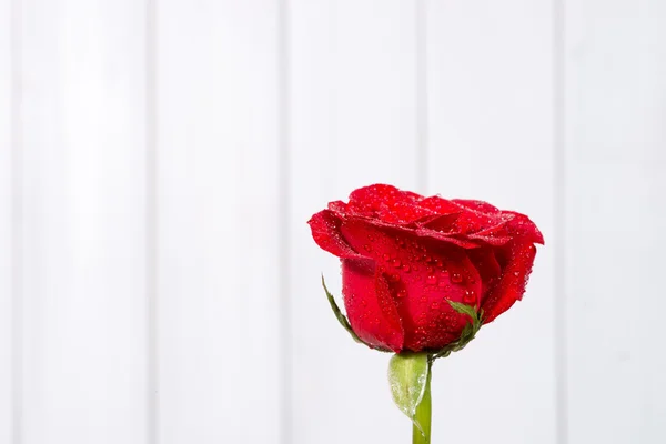 สีแดง ROSES — ภาพถ่ายสต็อก