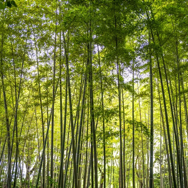 Bambu — Fotografia de Stock