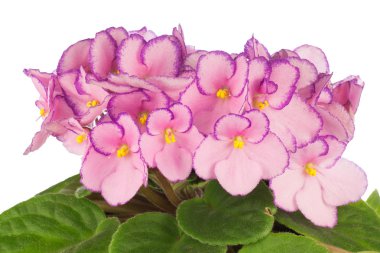 African Violet kadar kapatın