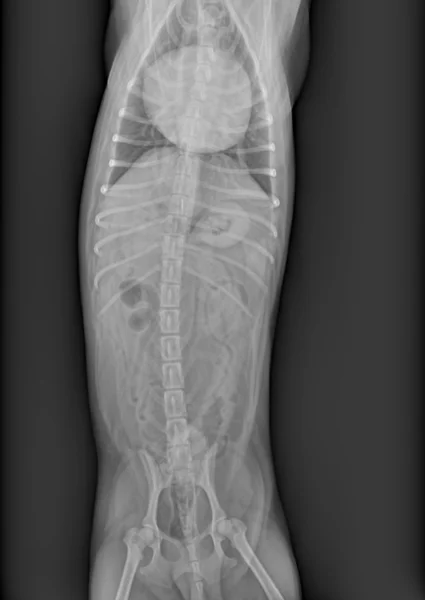 Radiografia do cão — Fotografia de Stock