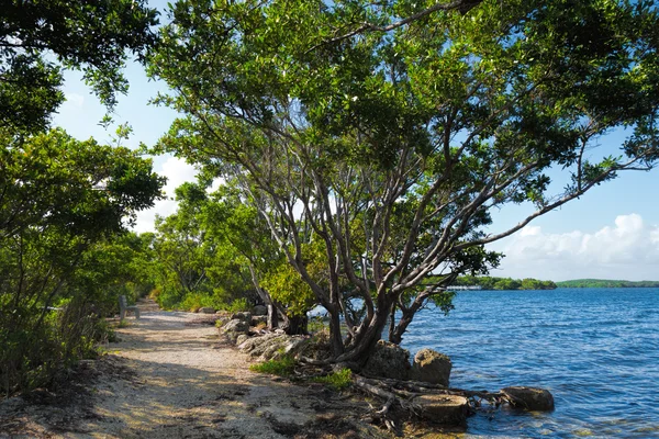 Buttonwood tree on trail — Stock Photo, Image