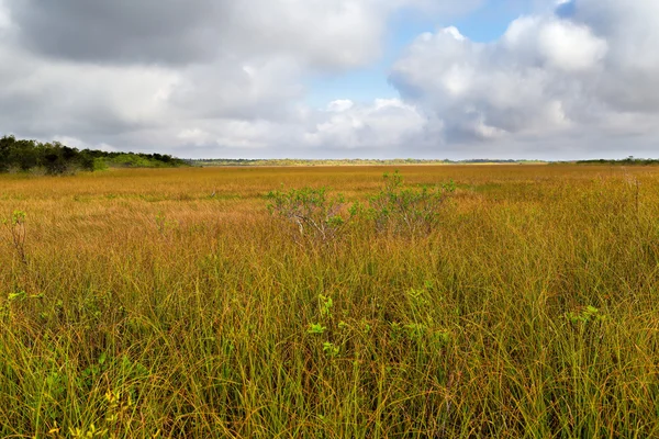 Shark River Slough — Stock Photo, Image