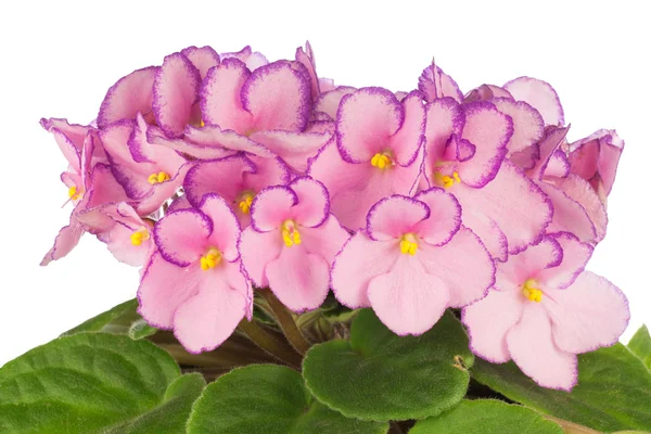 Close up Viola africana — Foto Stock