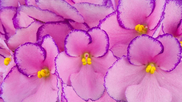 Närbild på African Violet — Stockfoto