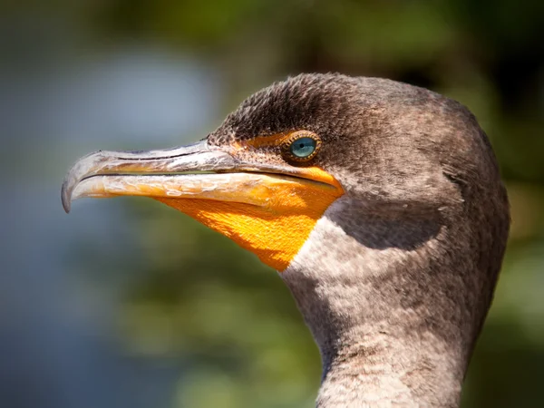 Dubbel crested skarv — Stockfoto