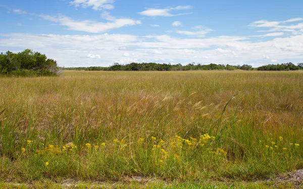 Shark River Slough — Stock Photo, Image