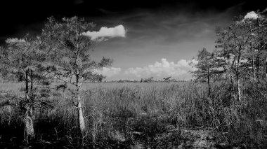 Everglades Bw manzara