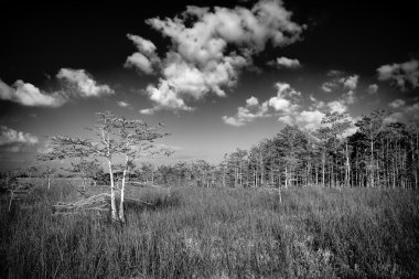 Everglades Bw manzara