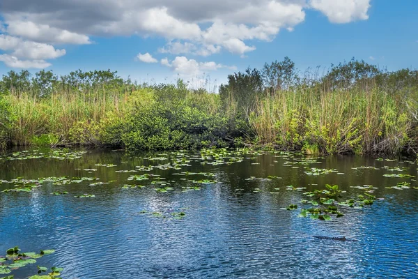 Lago Everglades — Foto Stock