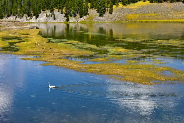 Swans Yellowstone River Yellowstone National Park — Stock Photo, Image