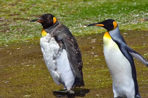 Dois Pinguins Rei Juvenil Adulto Fora Para Passeio Volunteer Point — Fotografia de Stock