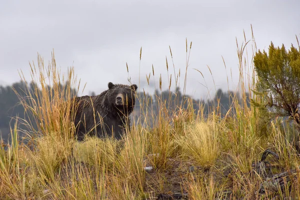 Egy Nedves Grizzly Medve Yellowstone Nemzeti Parkban — Stock Fotó