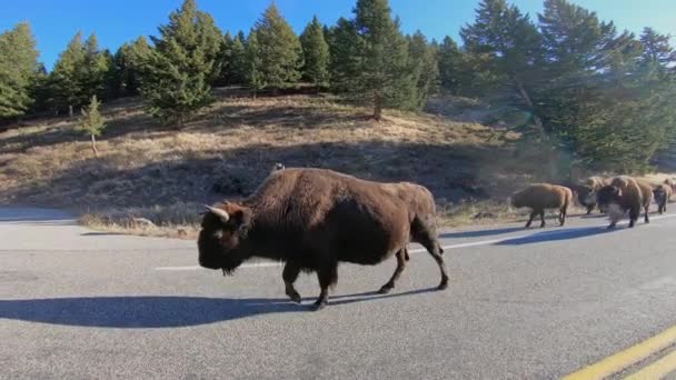 Americký Bizon Zabírá Část Silnice Yellowstonském Národním Parku — Stock video